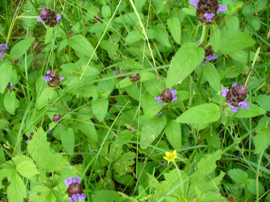 Гареджский шалфей