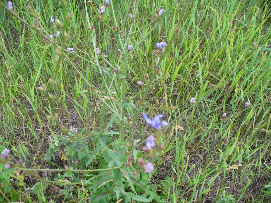 Растение цикорий