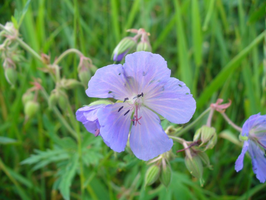 Герань луговая