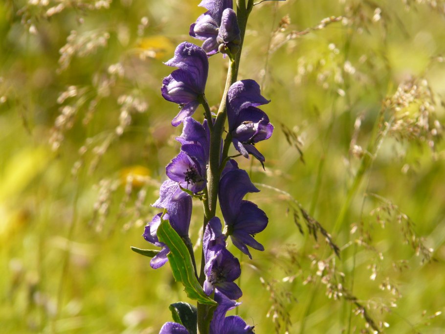 Aconitum lycoctonum