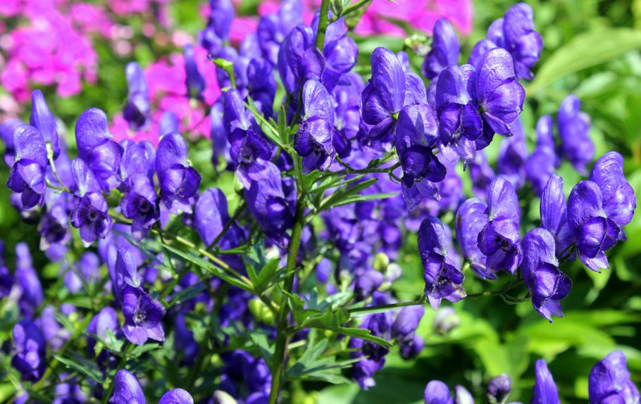 Aconitum Camm. 'Bressingham Spire'