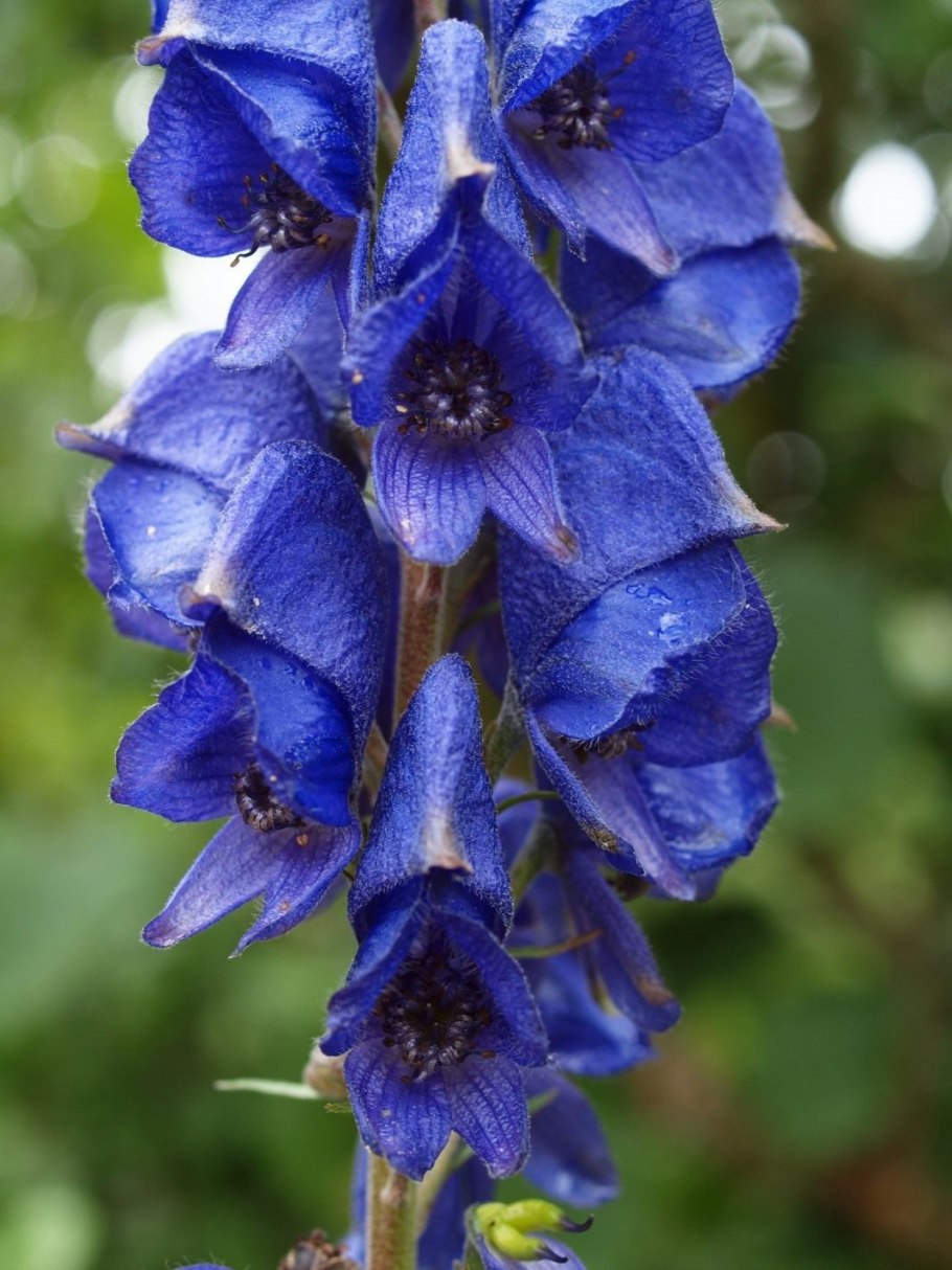Аконит клобучковый (Aconitum napellus) видовой