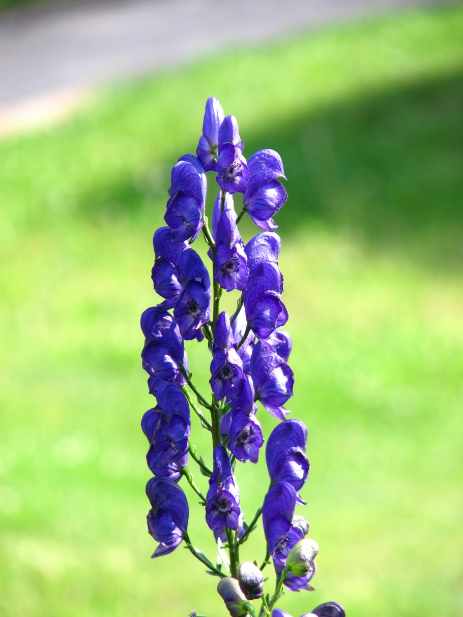 Аконит клобучковый Aconitum napellus