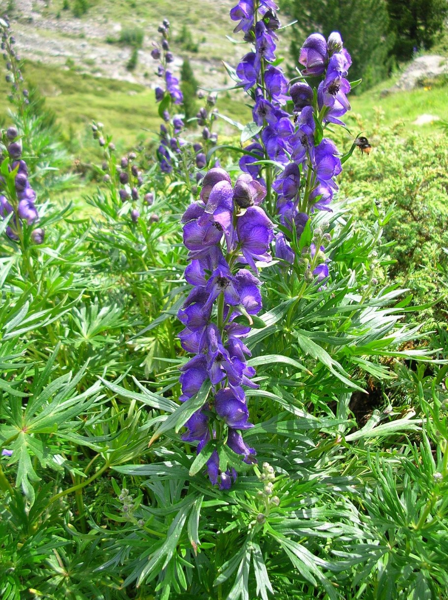 Аконит клобучковый Aconitum napellus