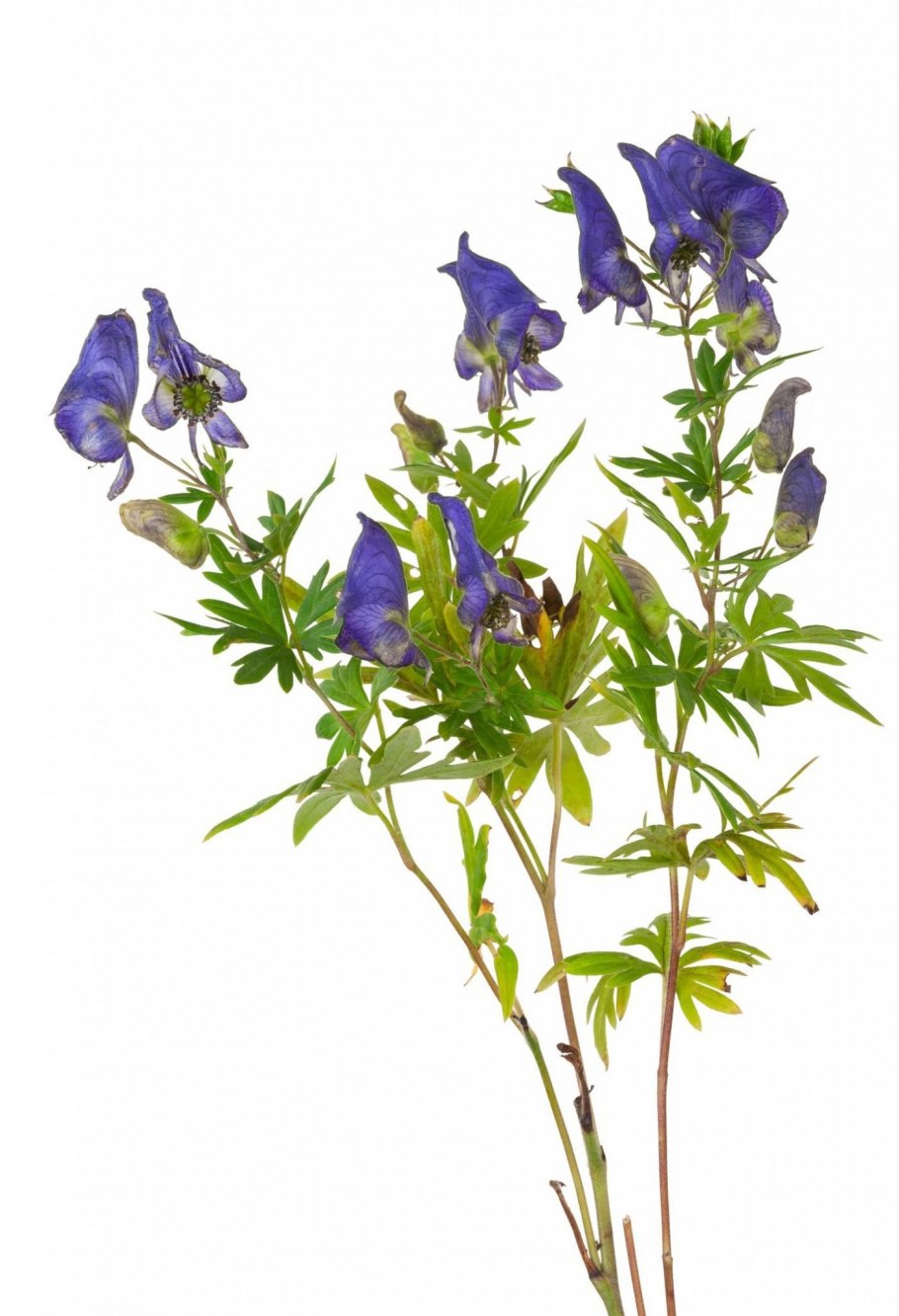 Aconitum cymbulatum