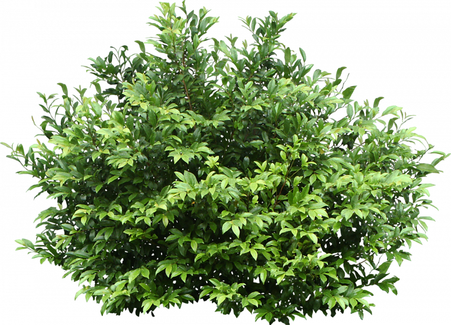 Hazel shrub