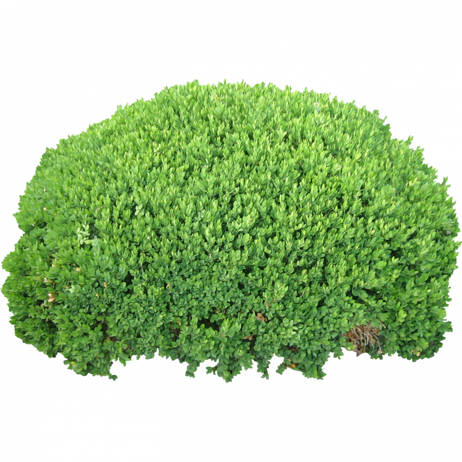 Bush куст