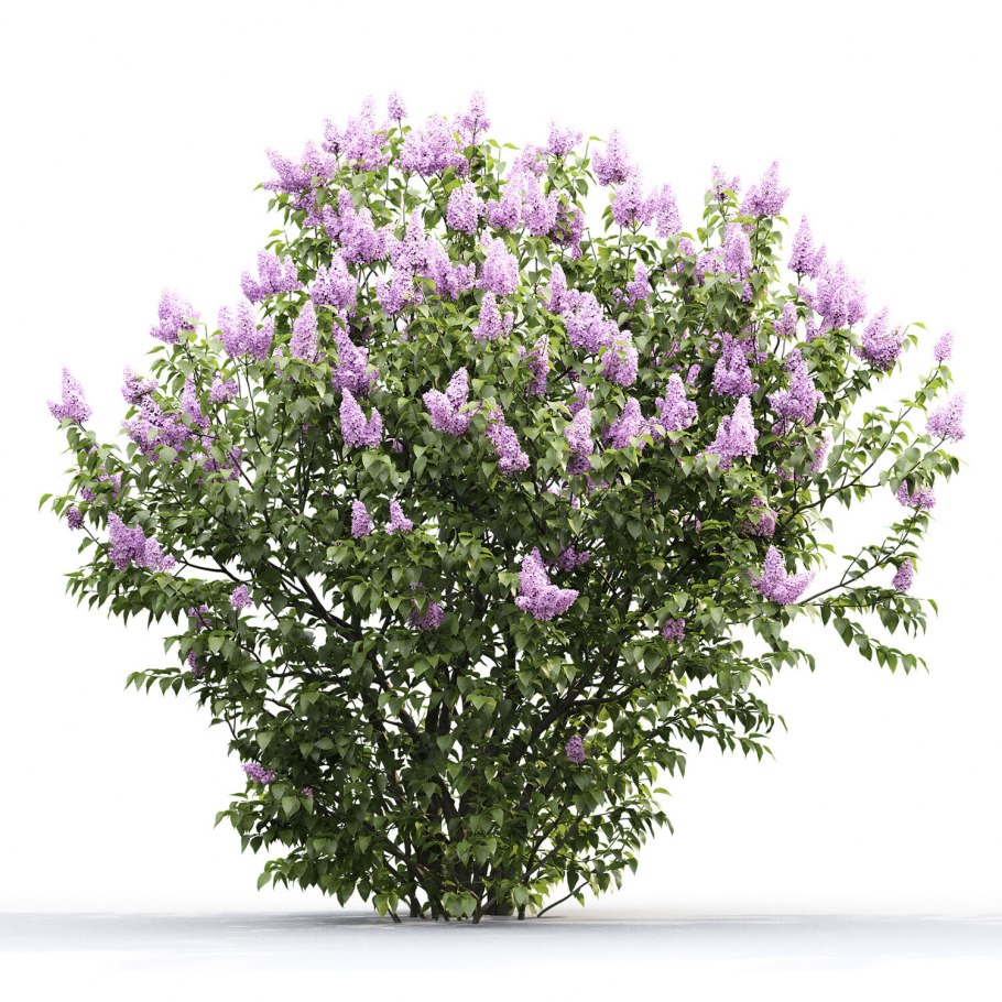 Lilac Bush