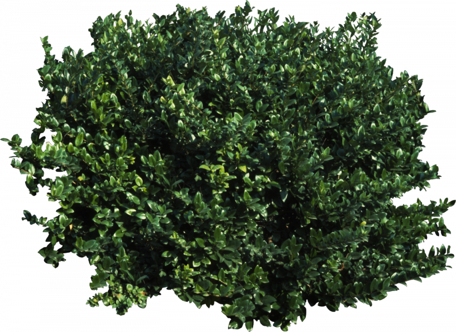 Bush кустарник