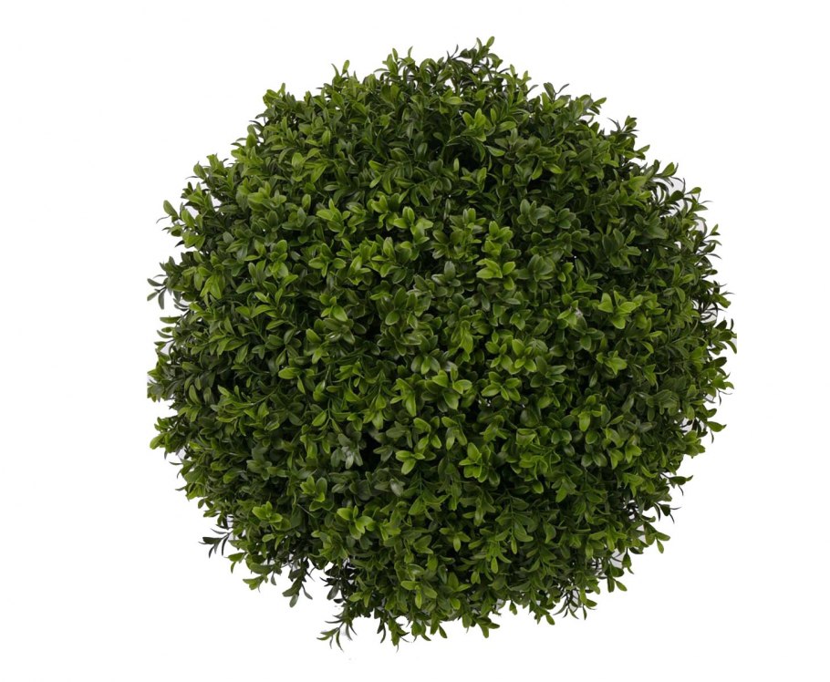 Самшит мелколистный Buxus