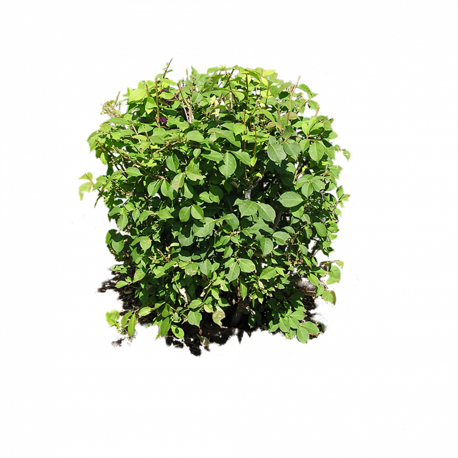 Bush куст