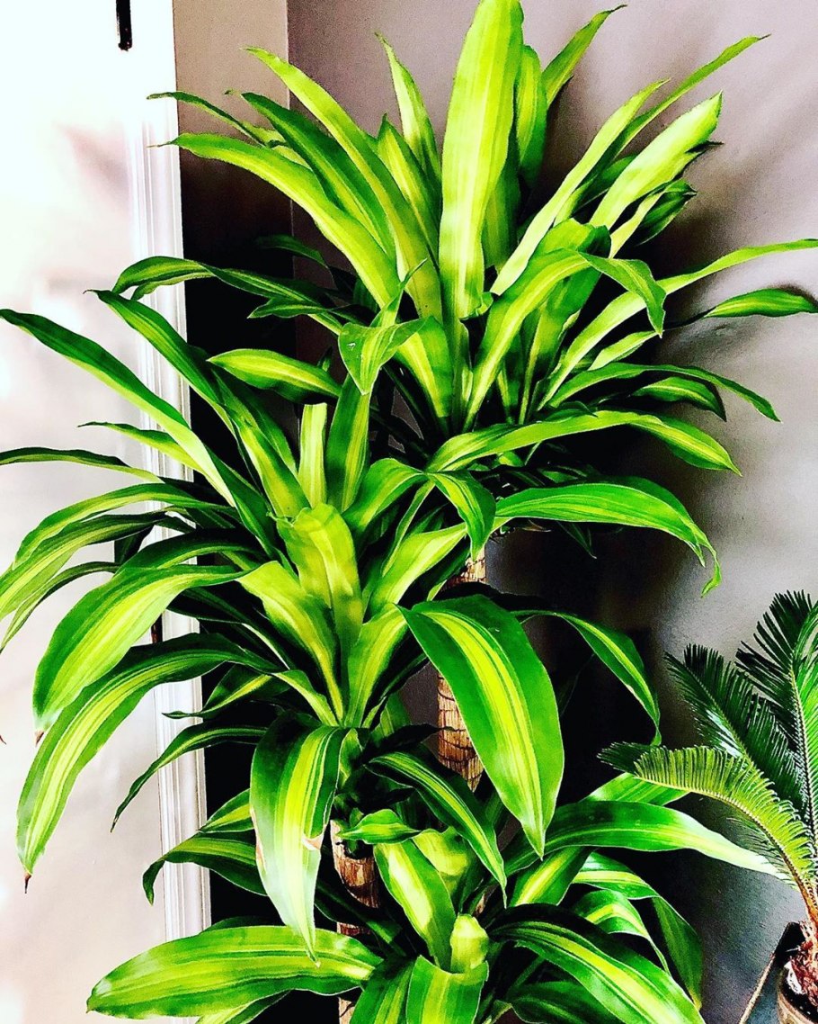 Драцена душистая Dracaena