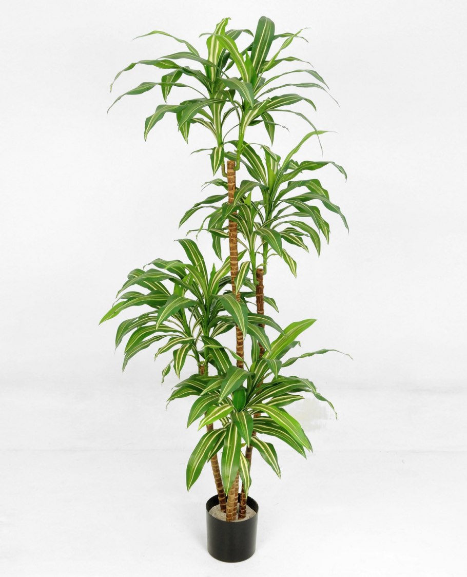 Dracaena fragrans (l.) ker Gawl. – Драцена душистая