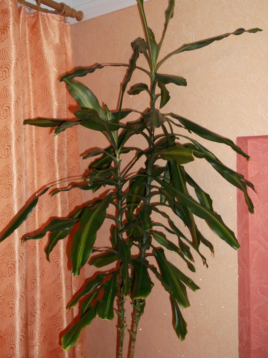 Dracaena massangeana