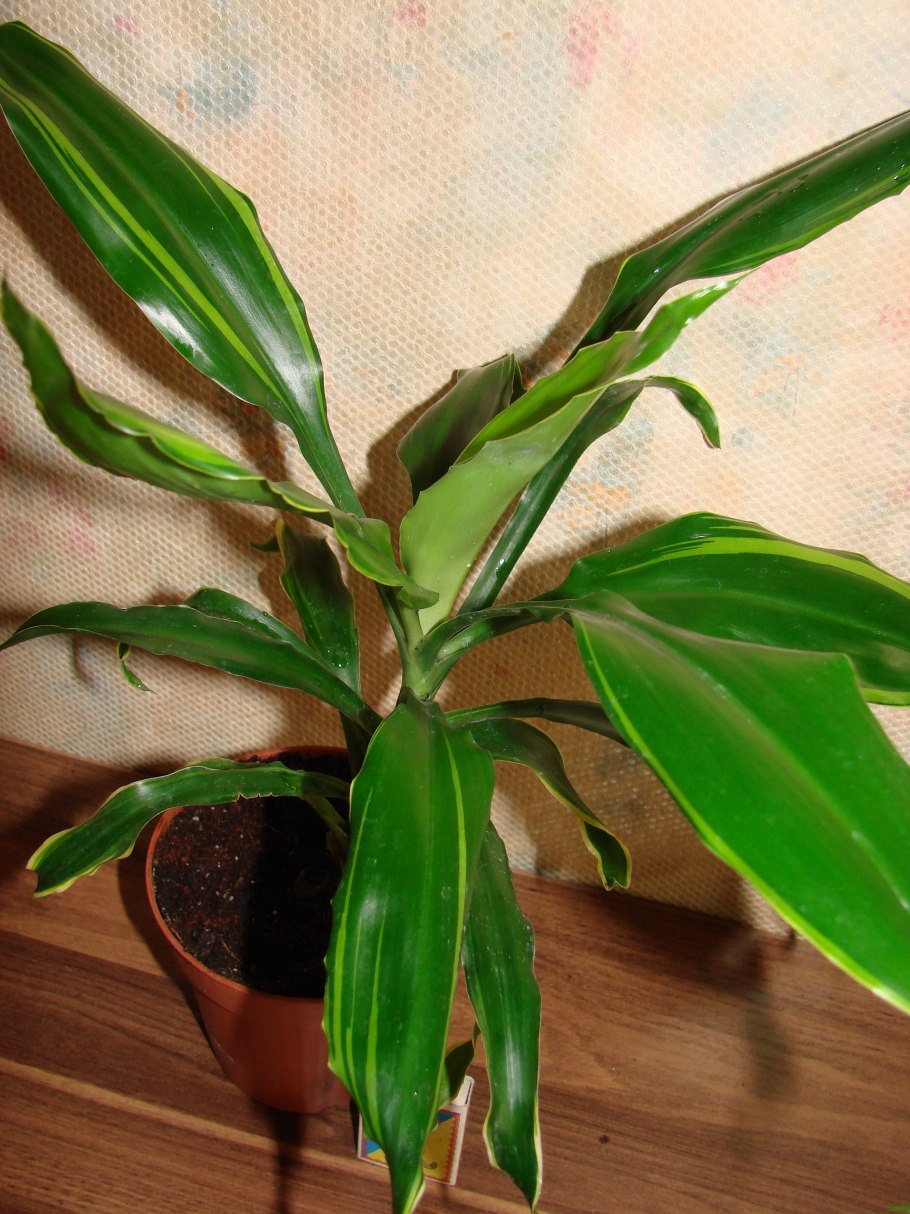 Драцена душистая Dracaena