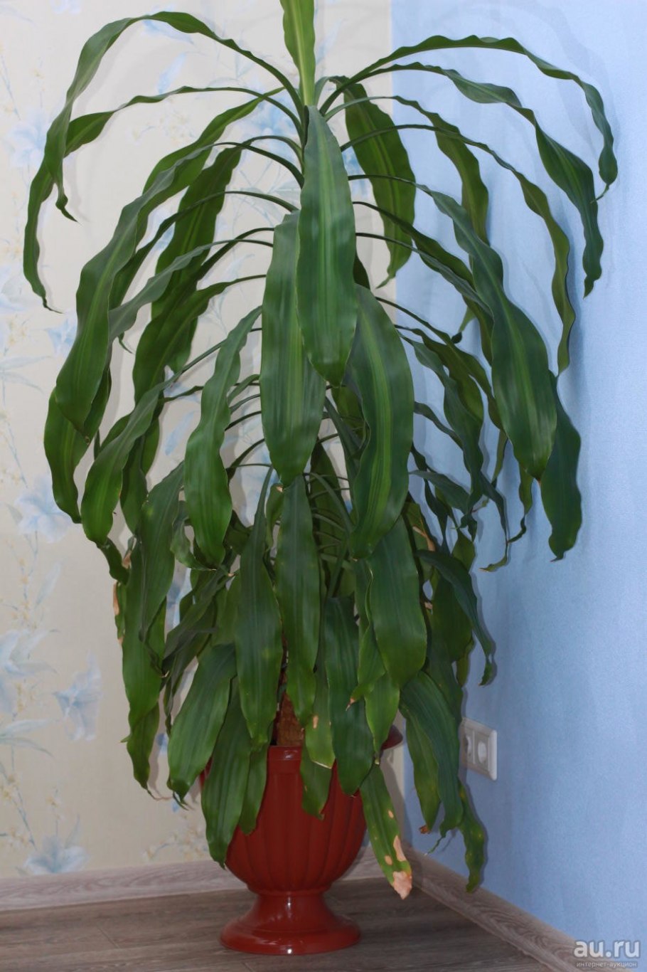 Драцена душистая Dracaena