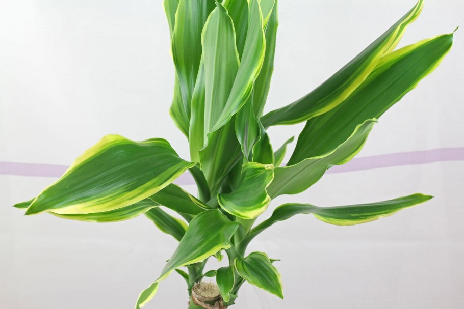 Драцена душистая Dracaena