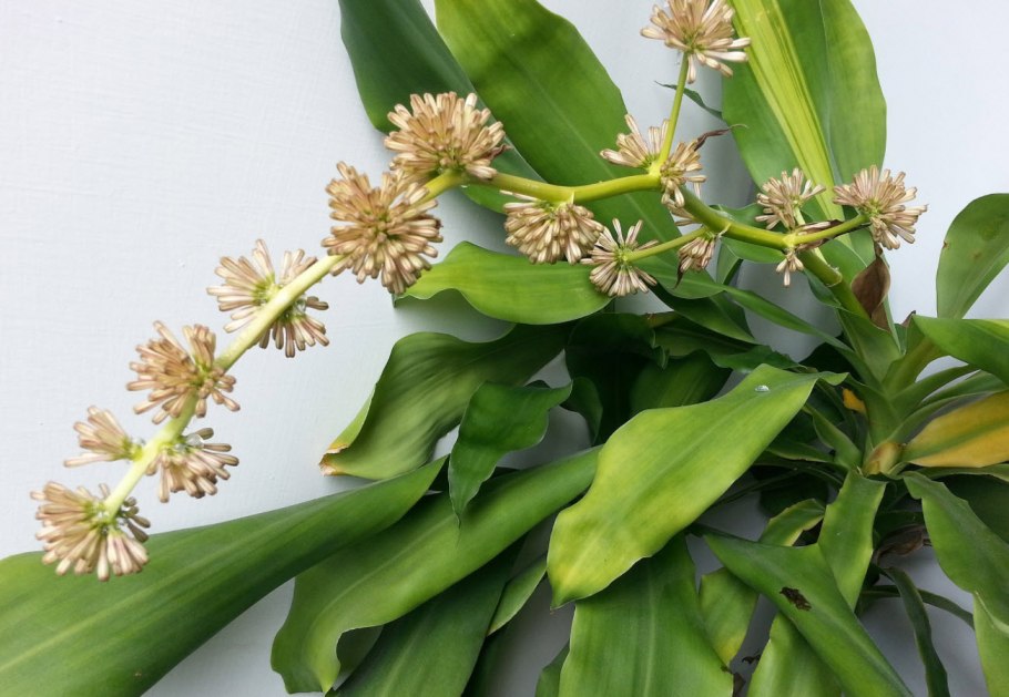 Dracaena fragrans (l.) ker Gawl.