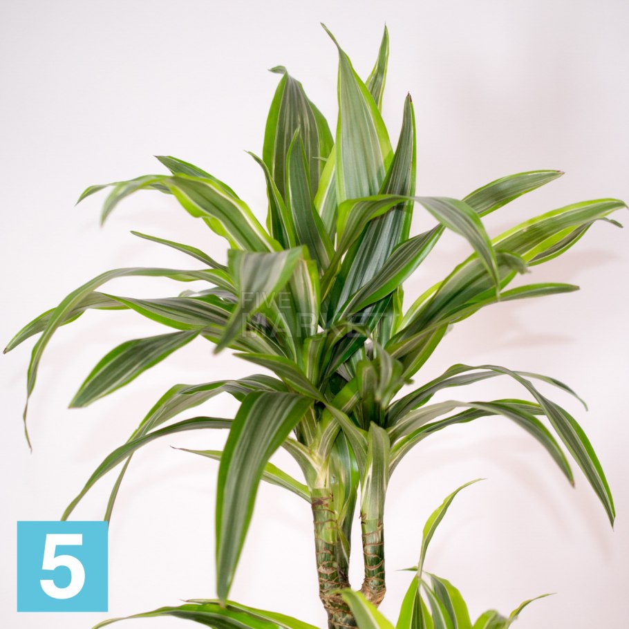 Драцена душистая (Dracaena fragrans)