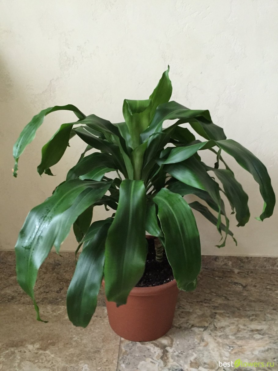 Драцена душистая (Dracaena fragrans)