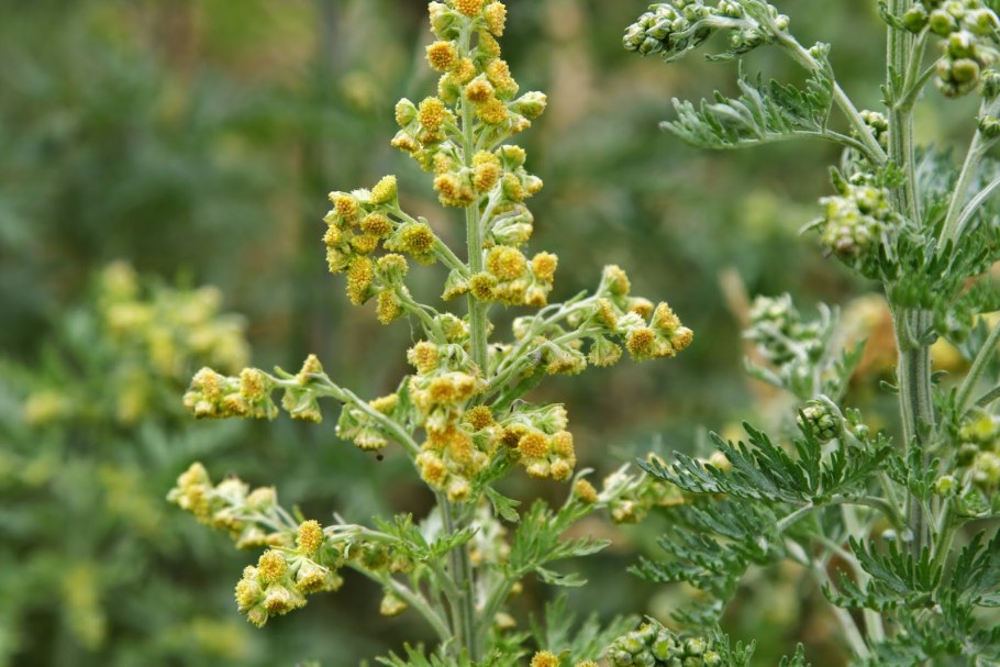 Полынь горькая (Artemísia absínthium).