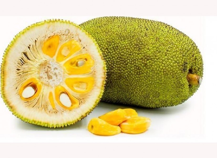 Джет фрукт хлебное дерево