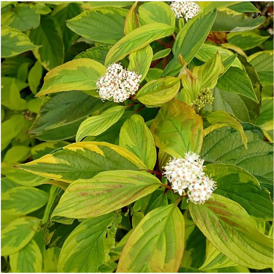 Дёрен белоокаймлённый