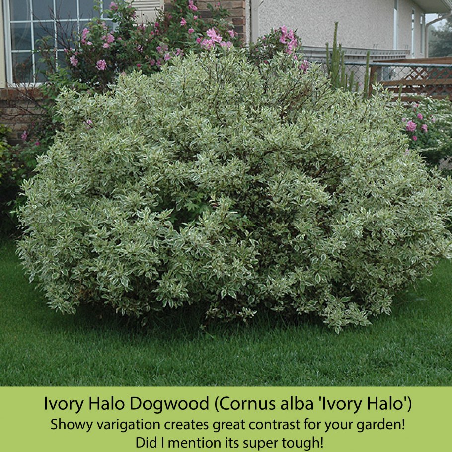 Дерен Элегантиссима (Cornus Alba elegantissima)