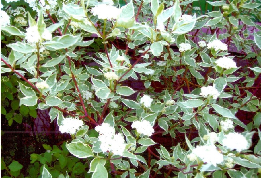 Дерен и пузыреплодник