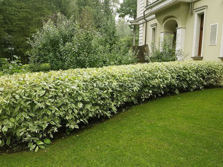Дерен белый (Cornus Alba &#96;Ivory Halo&#96;)