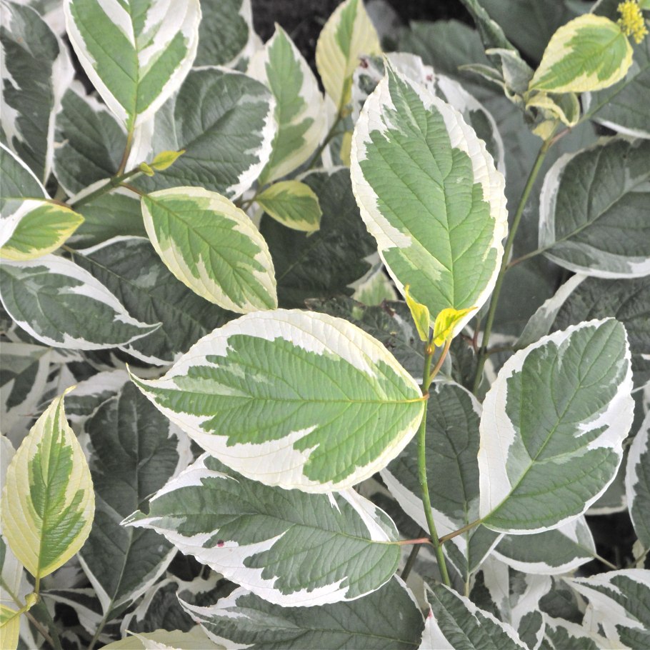 Дерен Корнус Альба