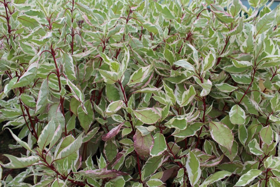 Дерен sibirica variegata