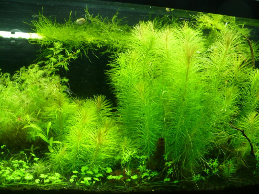 Myriophyllum mattogrossense (Перистолистник матогросский)