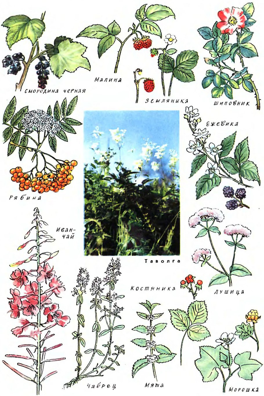 Лесные травы