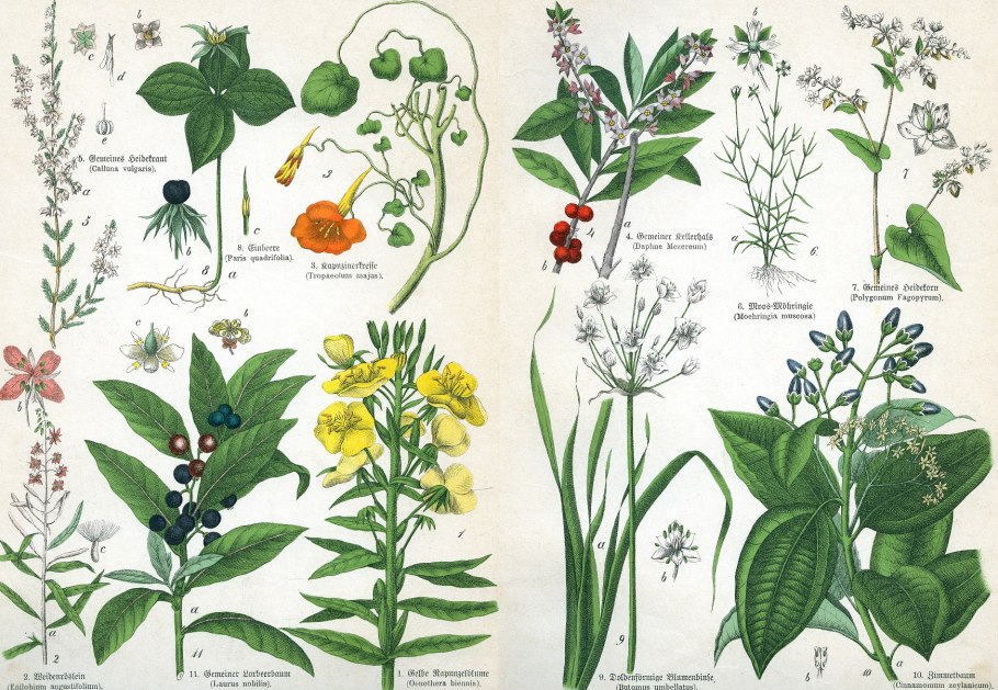 Иллюстрации дикорастущих лекарственных растений