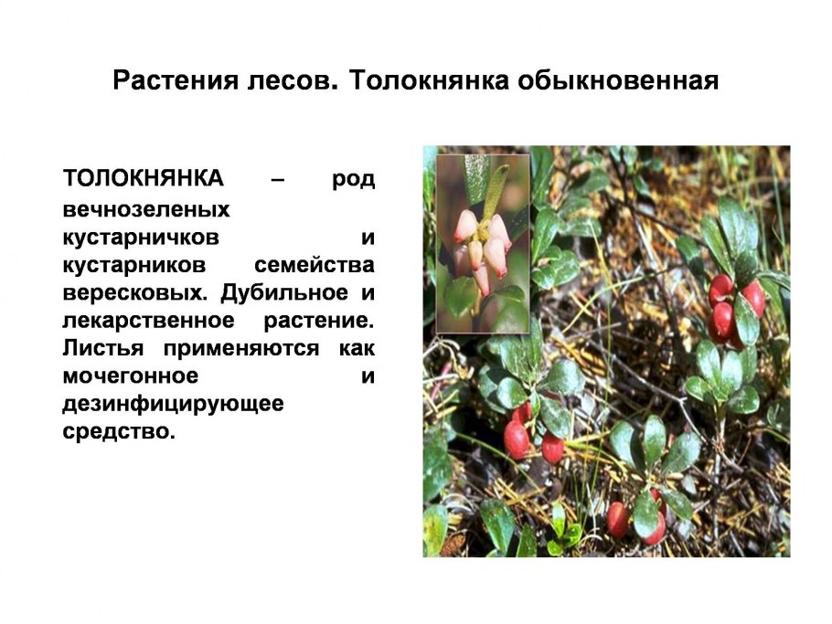 Лекарственные растения леса