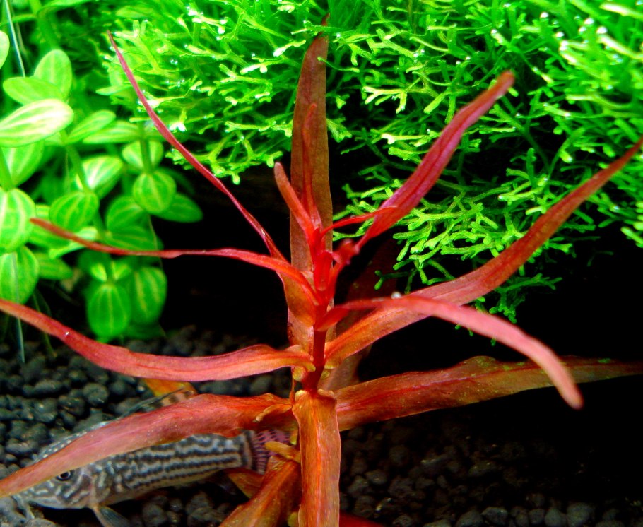 Ротала макрандра (Rotala macrandra)