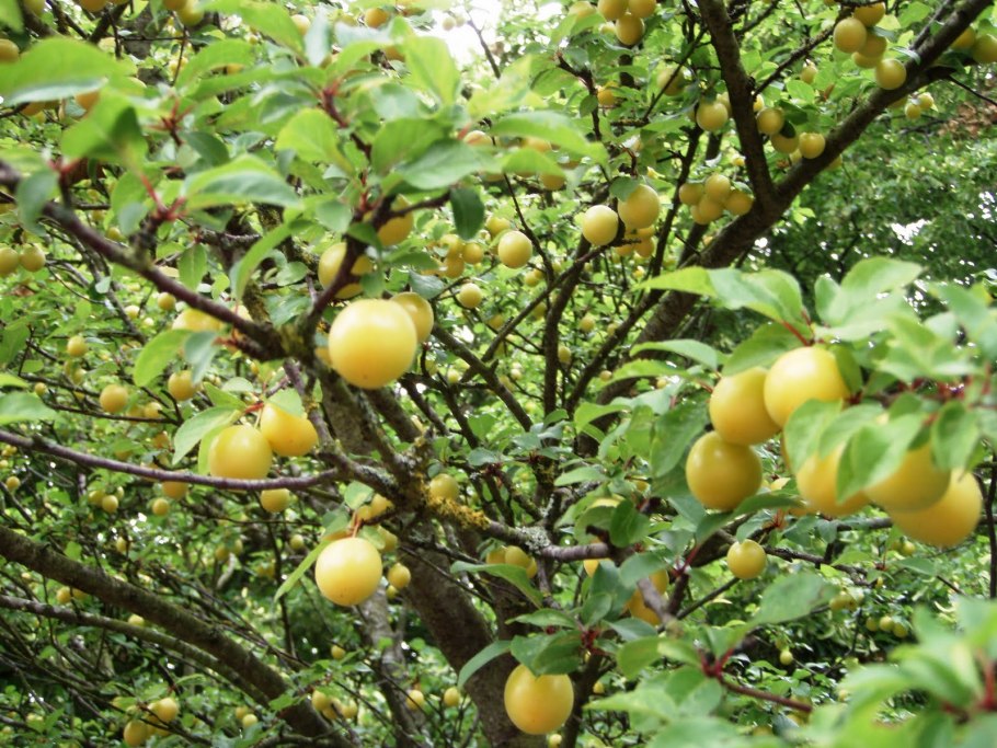 Алыча Иволга