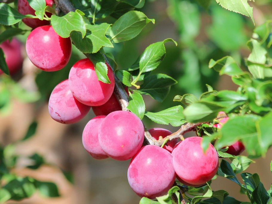 Алыча вишневидная