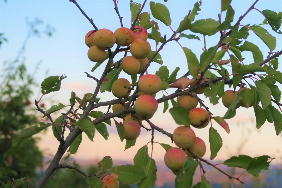 Алыча Мирабель