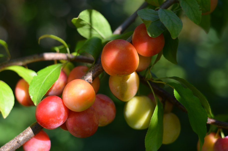 Triangle Plum растение