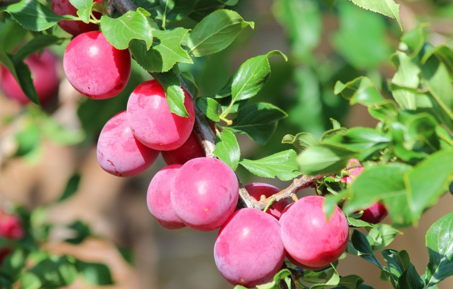 Слива гордость Урала