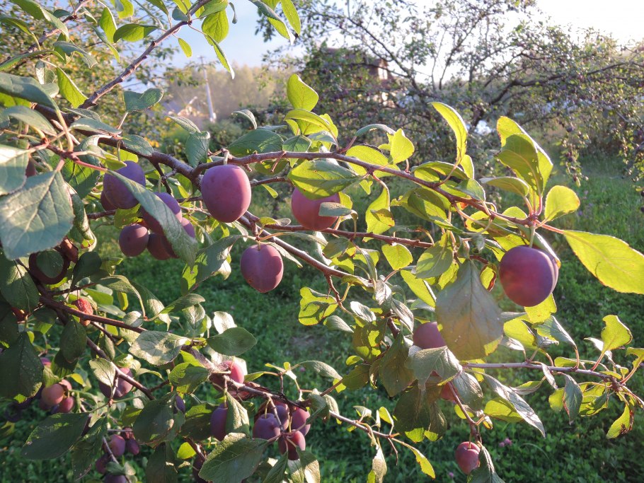 Алыча злато скифов