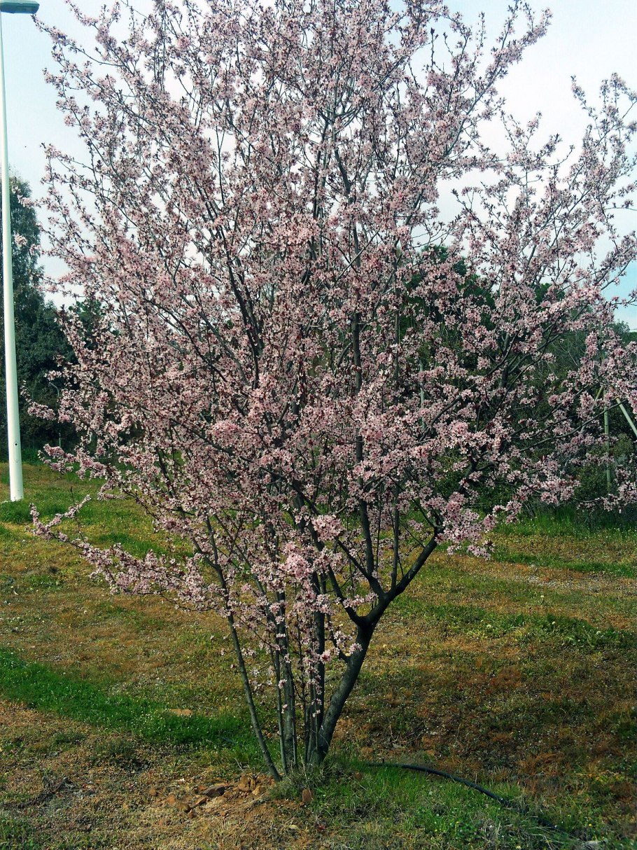 Дикая алыча дерево