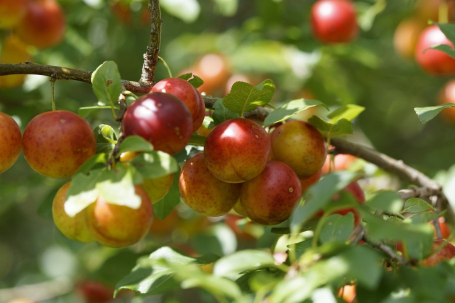 Алыча вишневидная