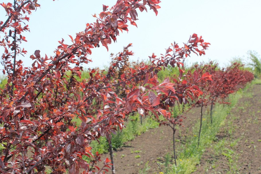 Слива цистена куст