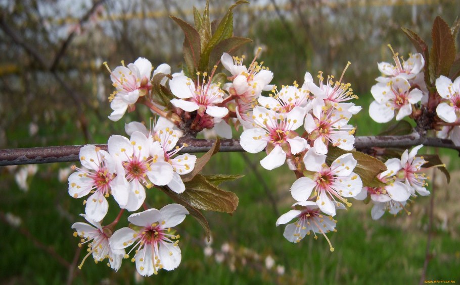 Алыча краснолистная Писсарди