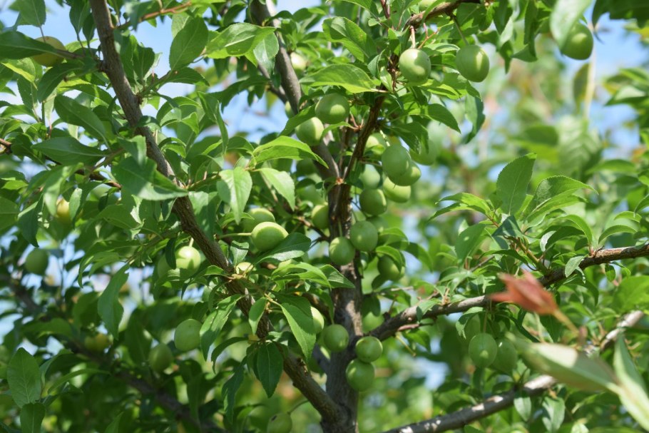 Алыча Сибирская