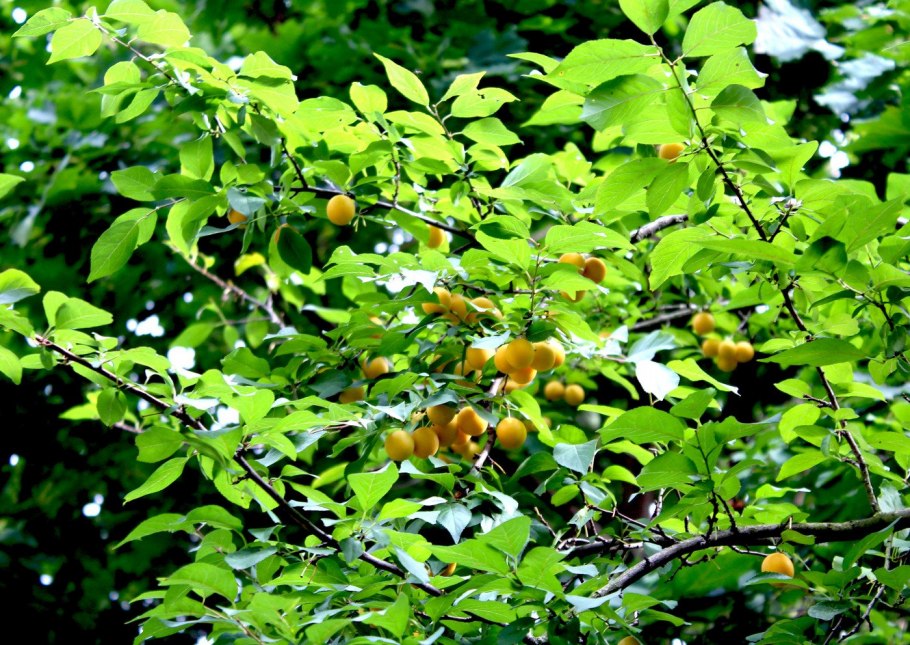 Алыча листва