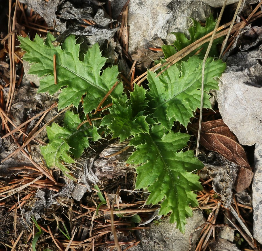 Травы Пермского края